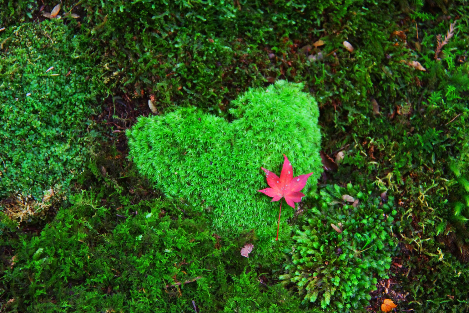 こんな♡の苔にも出合えるかも…!?