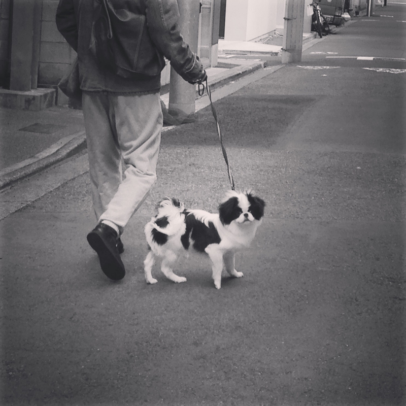 ペットの愛犬ちゃんが