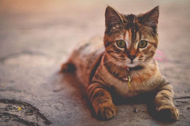 猫系男子の特徴って…?