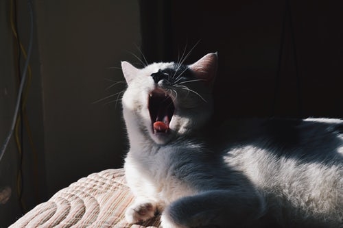 猫系男子を好きになりました。