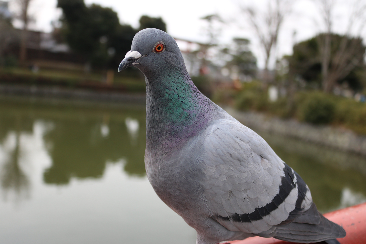 :怪盗キッドタイプ