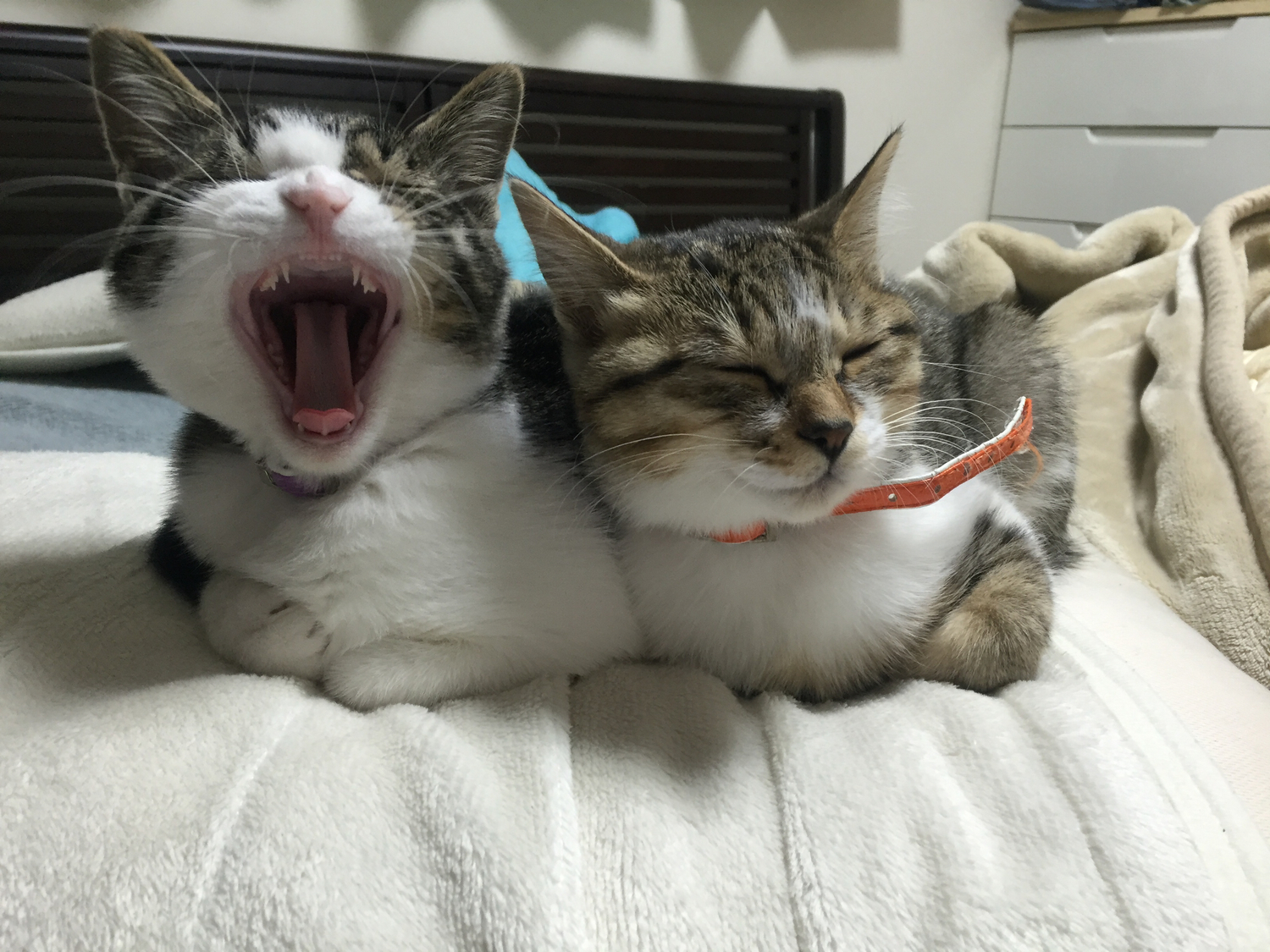 ぴったりくっつく