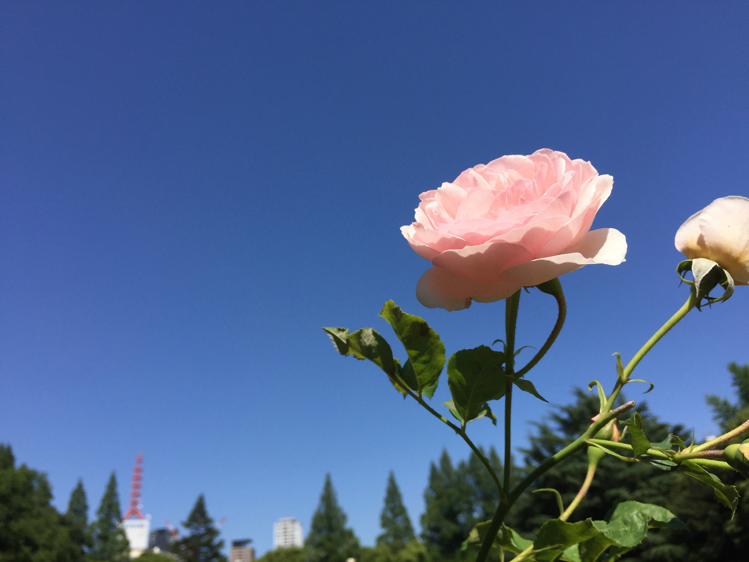 ダイエット ≒ 整形?