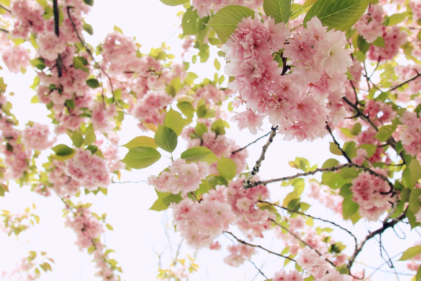 (♡)flower
