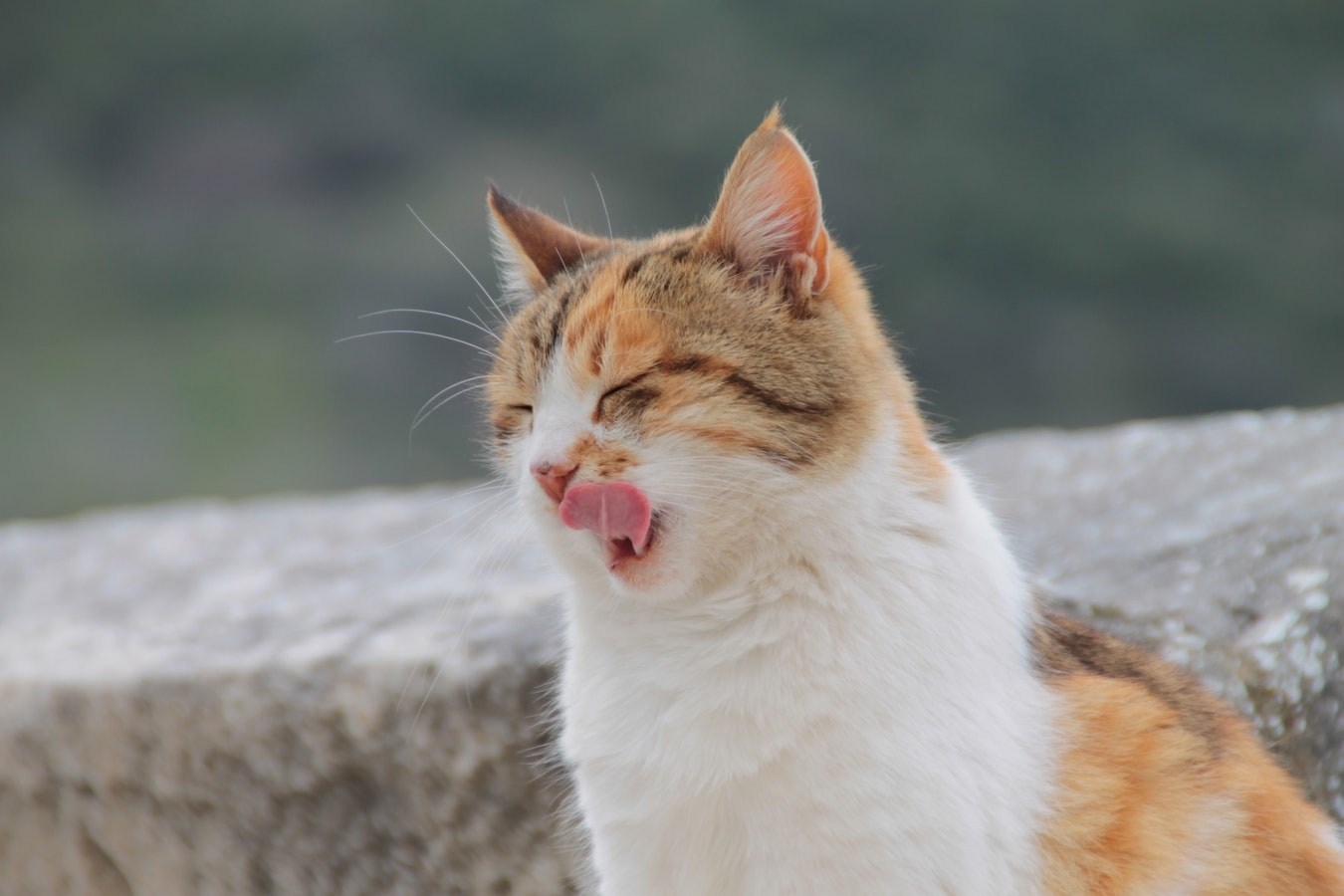 (♡)animal
