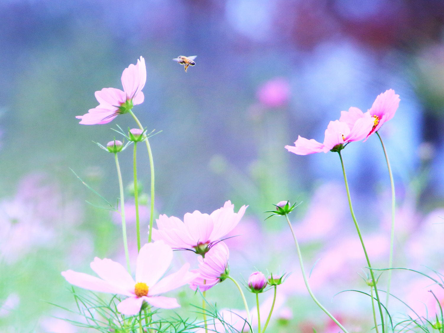 それは花が咲いた時