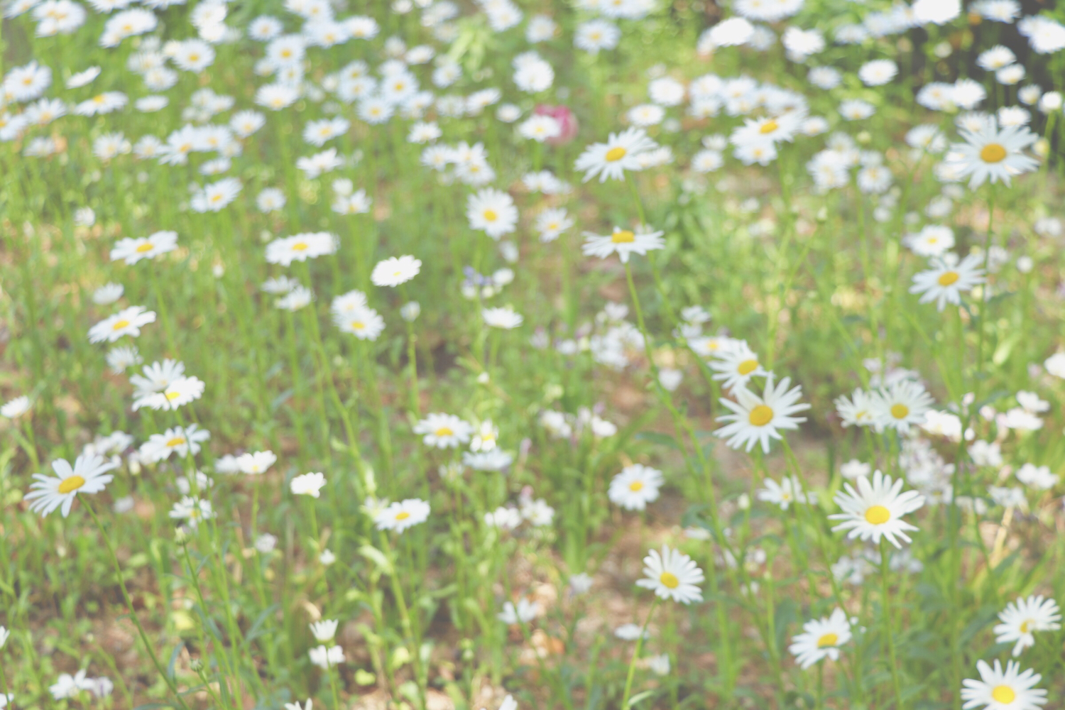 彼に花の名前を、一つ教える