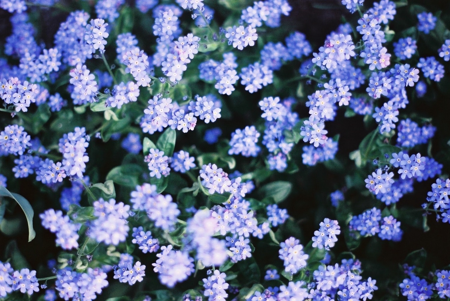 脂性肌