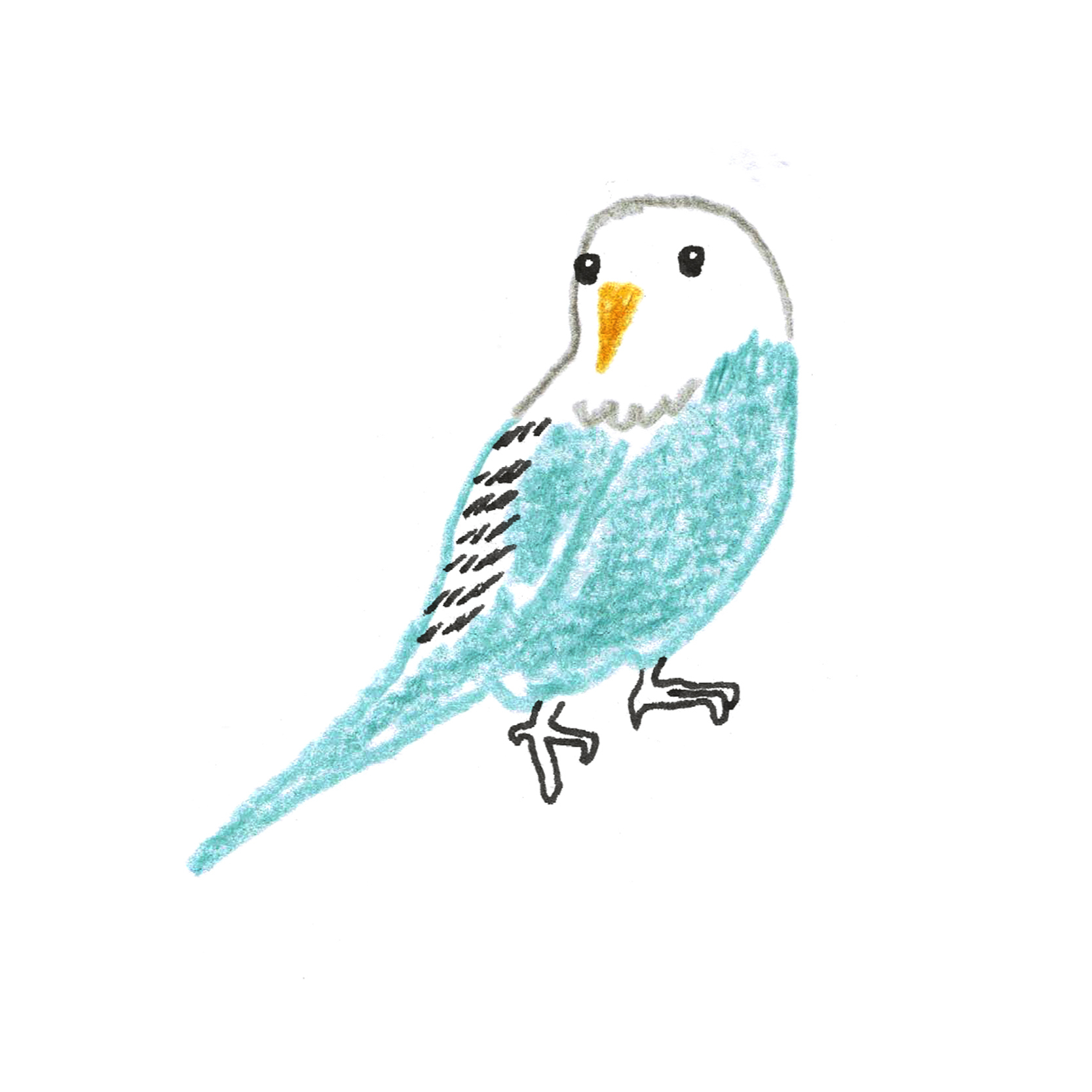 A:インコ