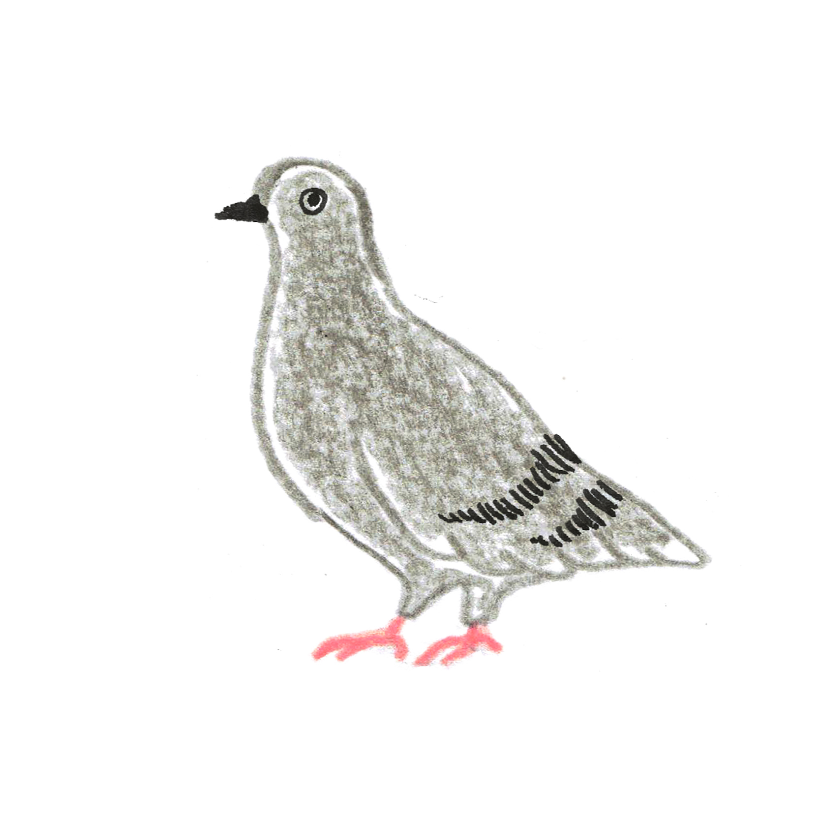 B:鳩