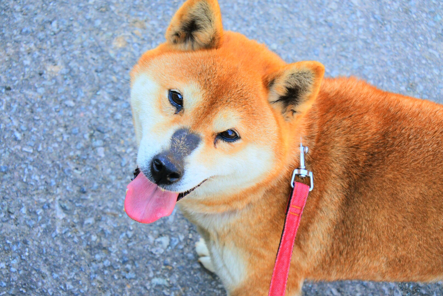 い:いい人