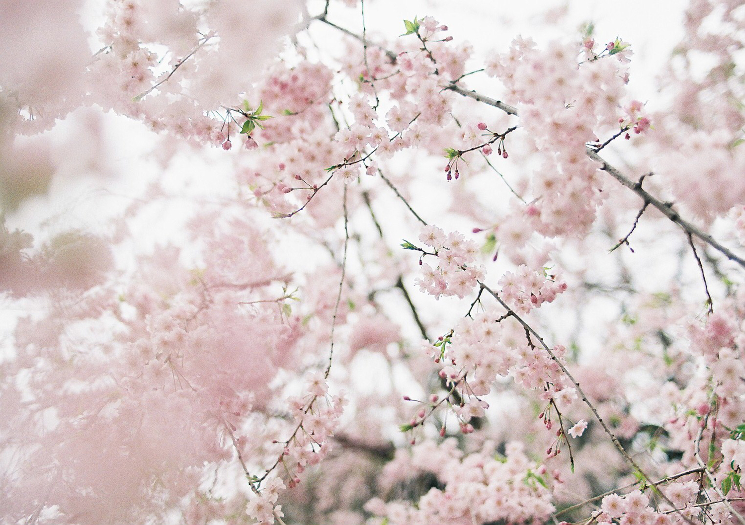 4月、桜とともに艶髪をなびかせて