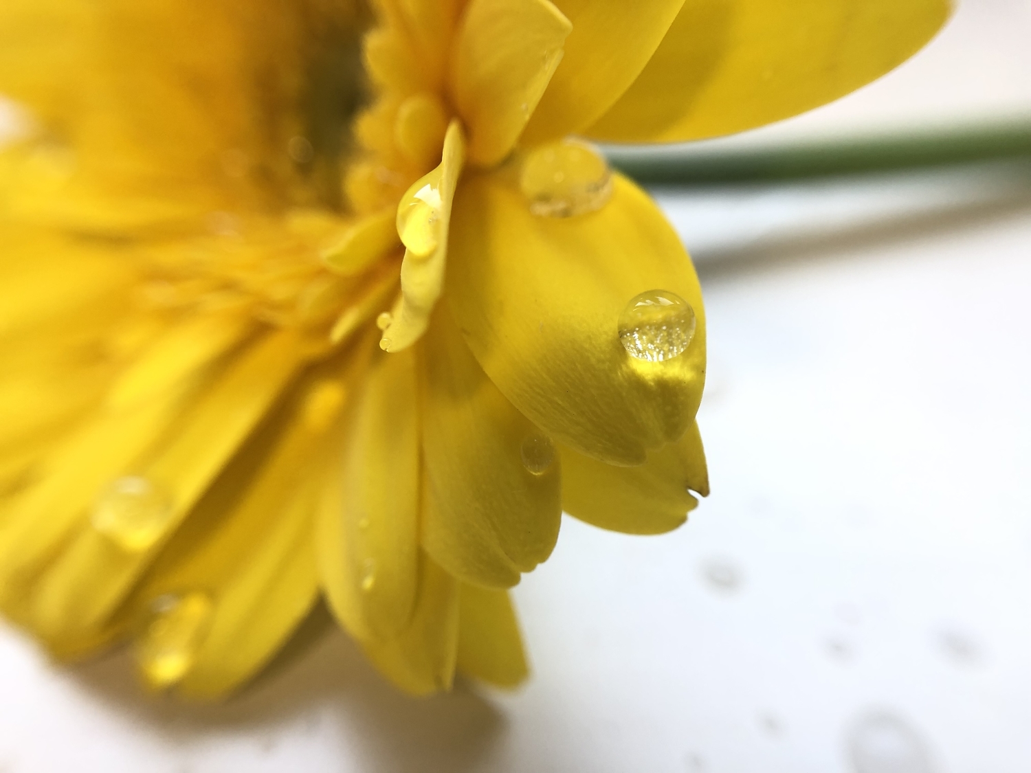 好奇心を高める黄色の花