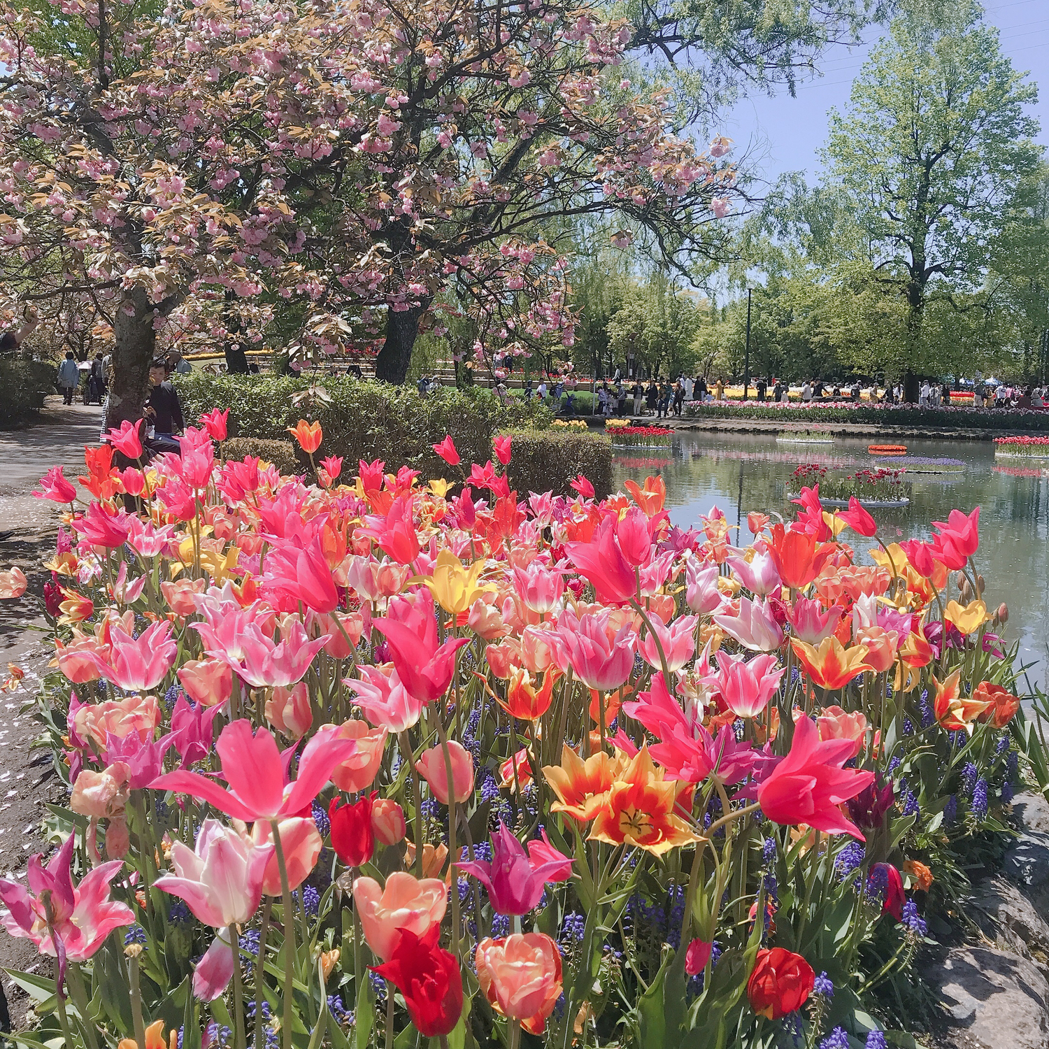 ネモフィラ以外にも花畑はありますよ～