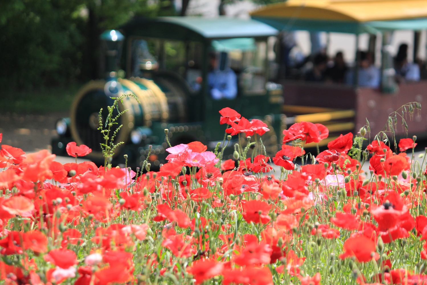 【東京】国営昭和記念公園