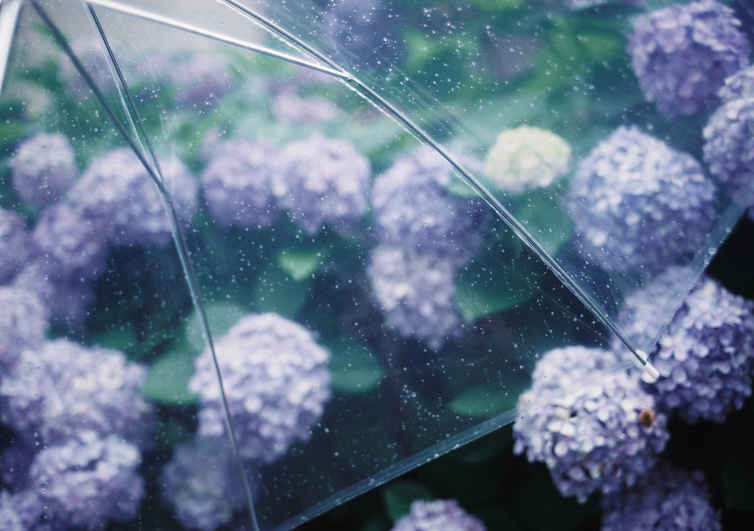 雨に映える「あじさい」は必見♡