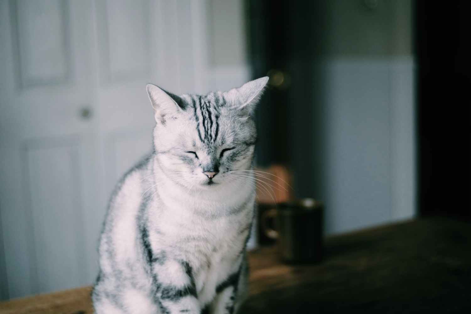 1投稿目|ペットの写真を載せよう