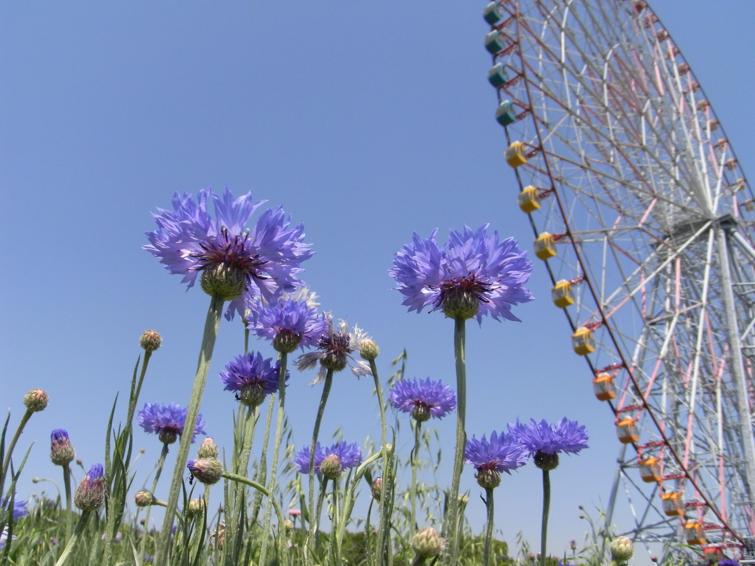 ゆったり過ごすなら、葛西臨海公園