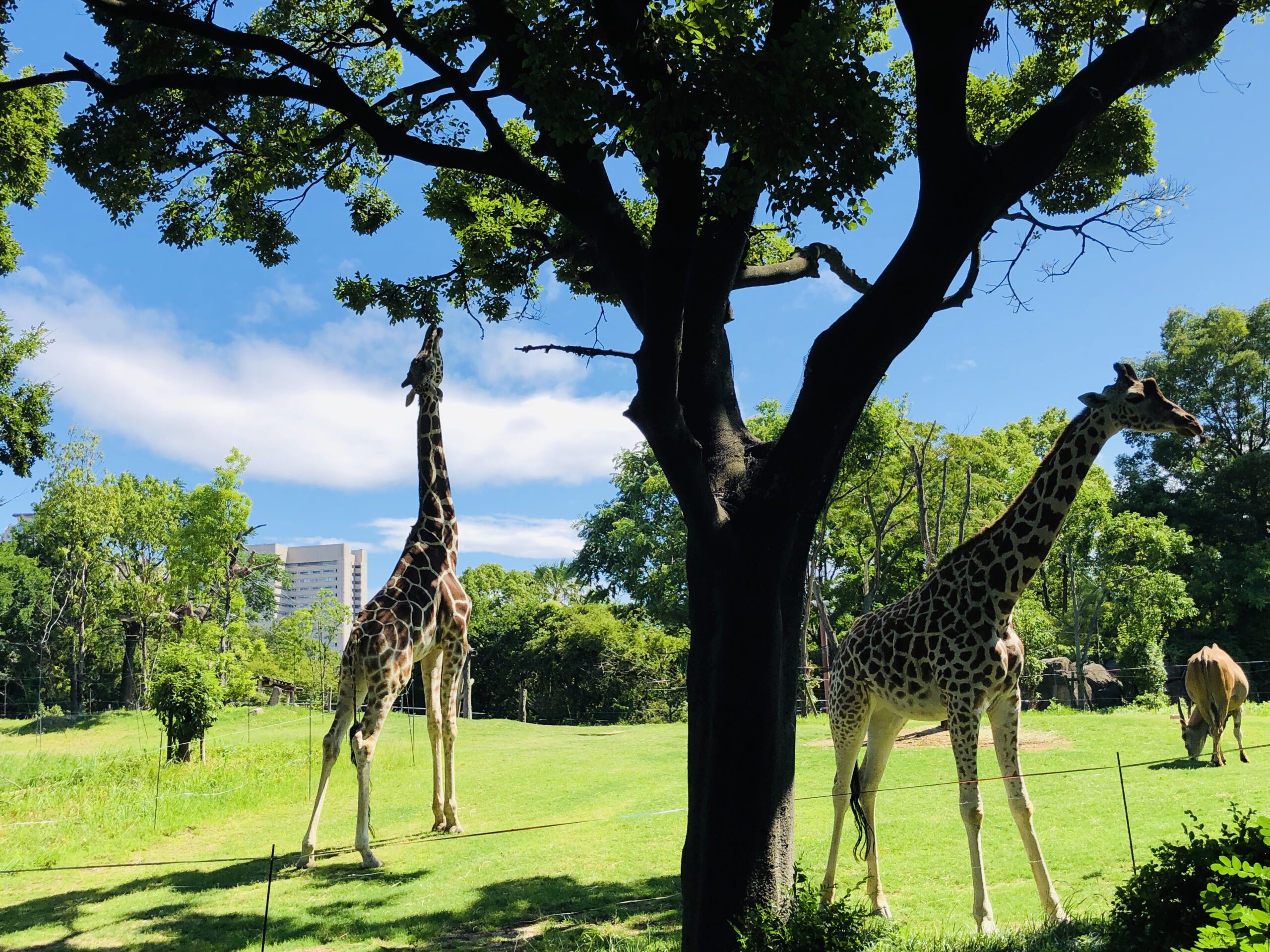 定番を押さえるなら、天王寺動物園