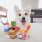 疲れた私の心のオアシスはわんこです♡5つの犬系YouTubeチャンネルに癒やされて