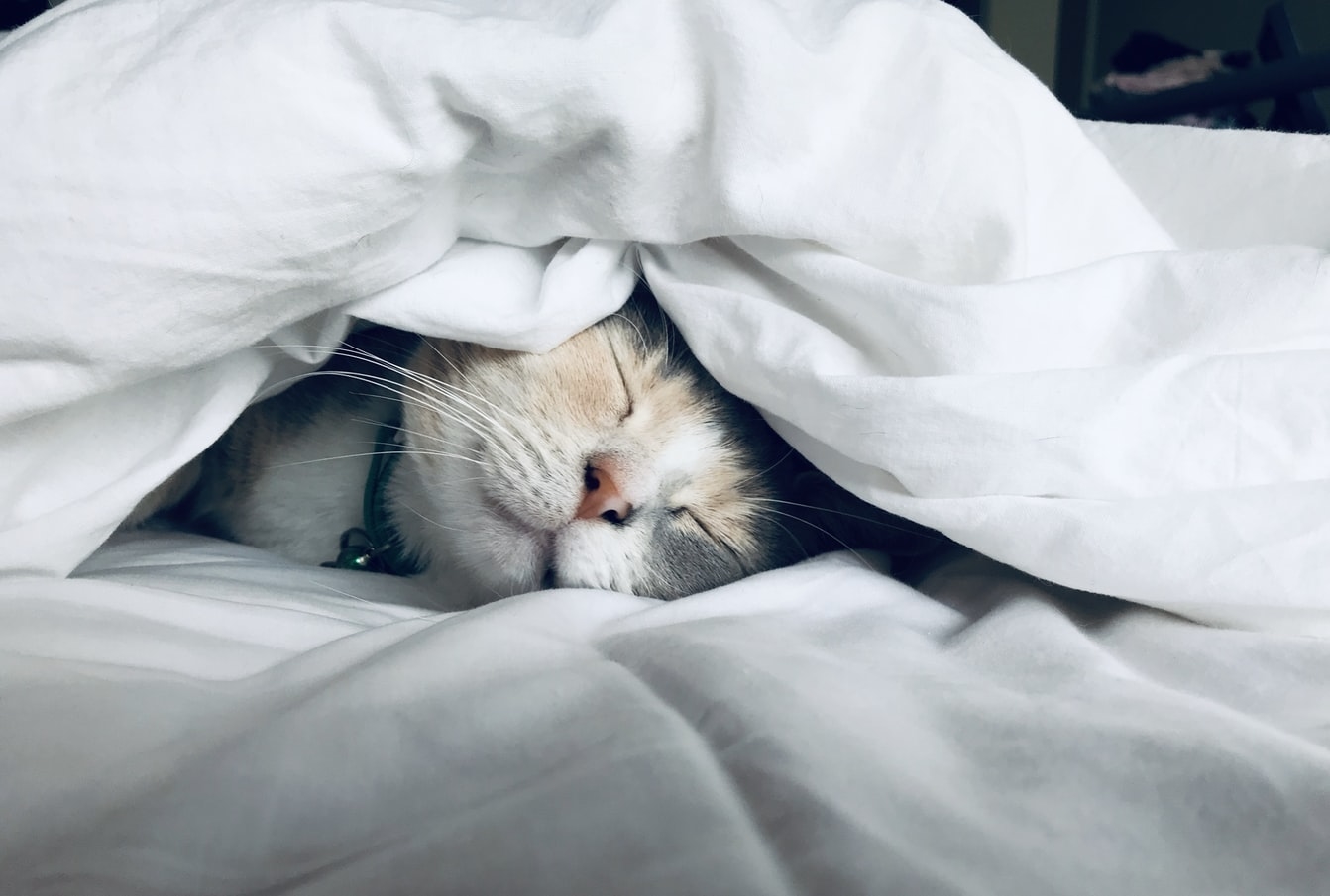 猫系男子が興味あることに興味を持ってみる!