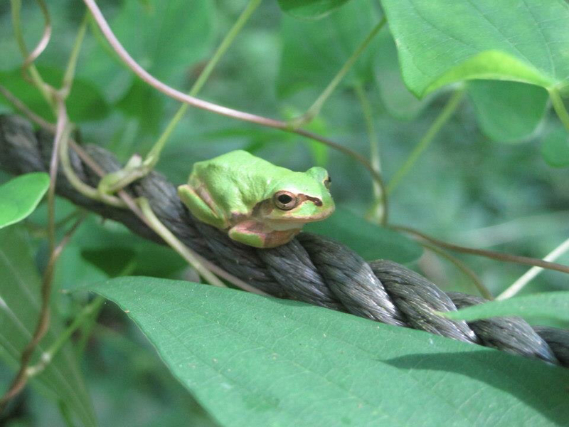 そもそも「蛙化現象」ってなに?
