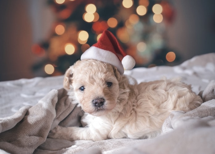 素敵なクリスマスを