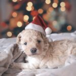 今年は家でゆっくりしたいあなたへ：おひとりクリスマスを楽しめるホリデー映画6選