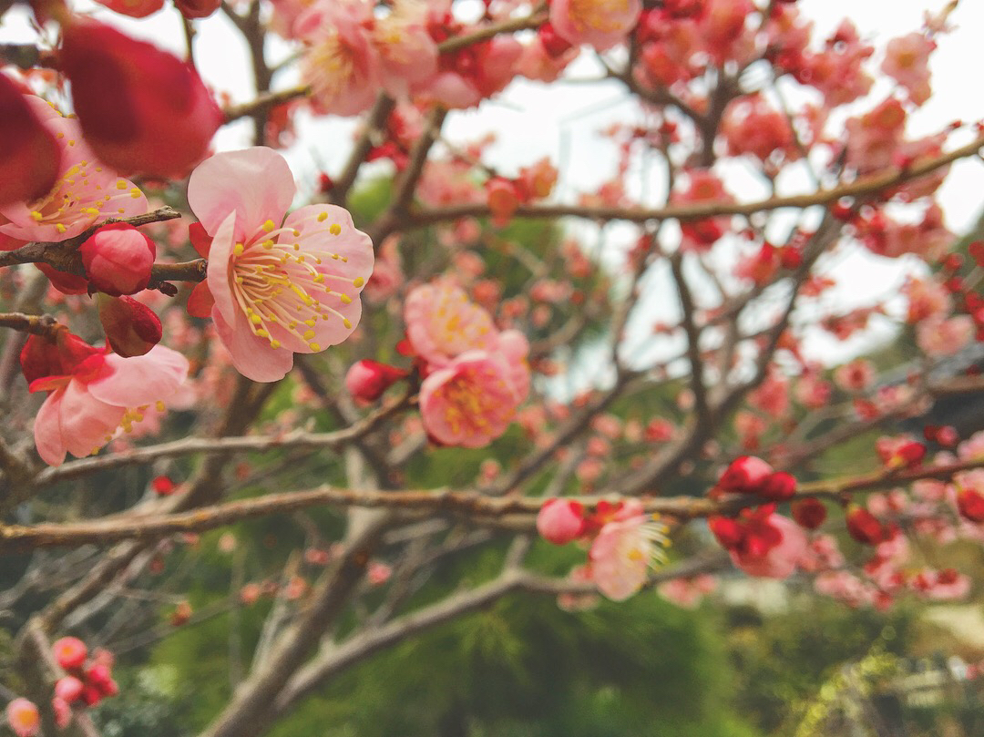 昔の人にとっての、梅の花って