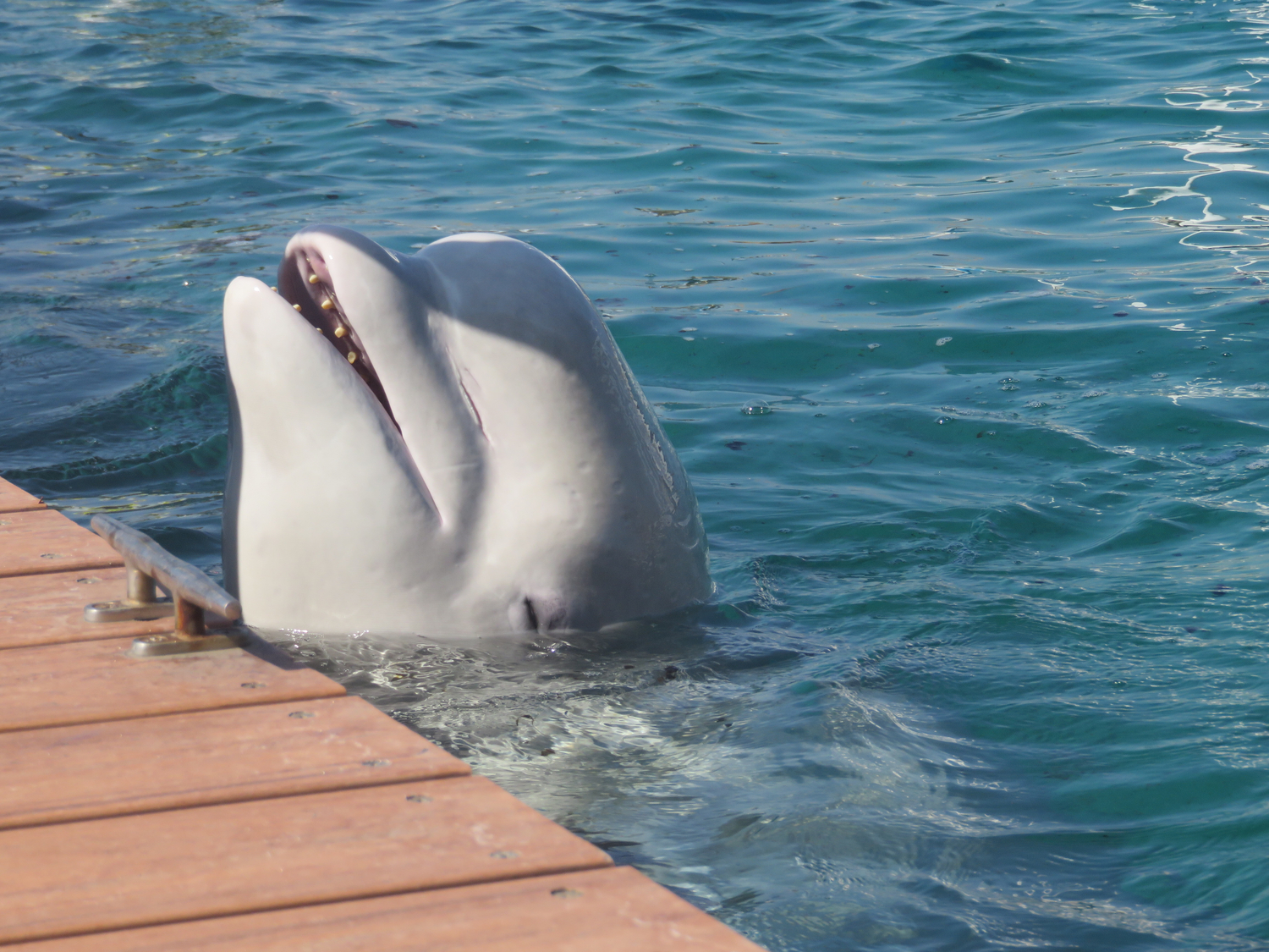 遊園地も水族館も◎｜八景島シーパラダイス