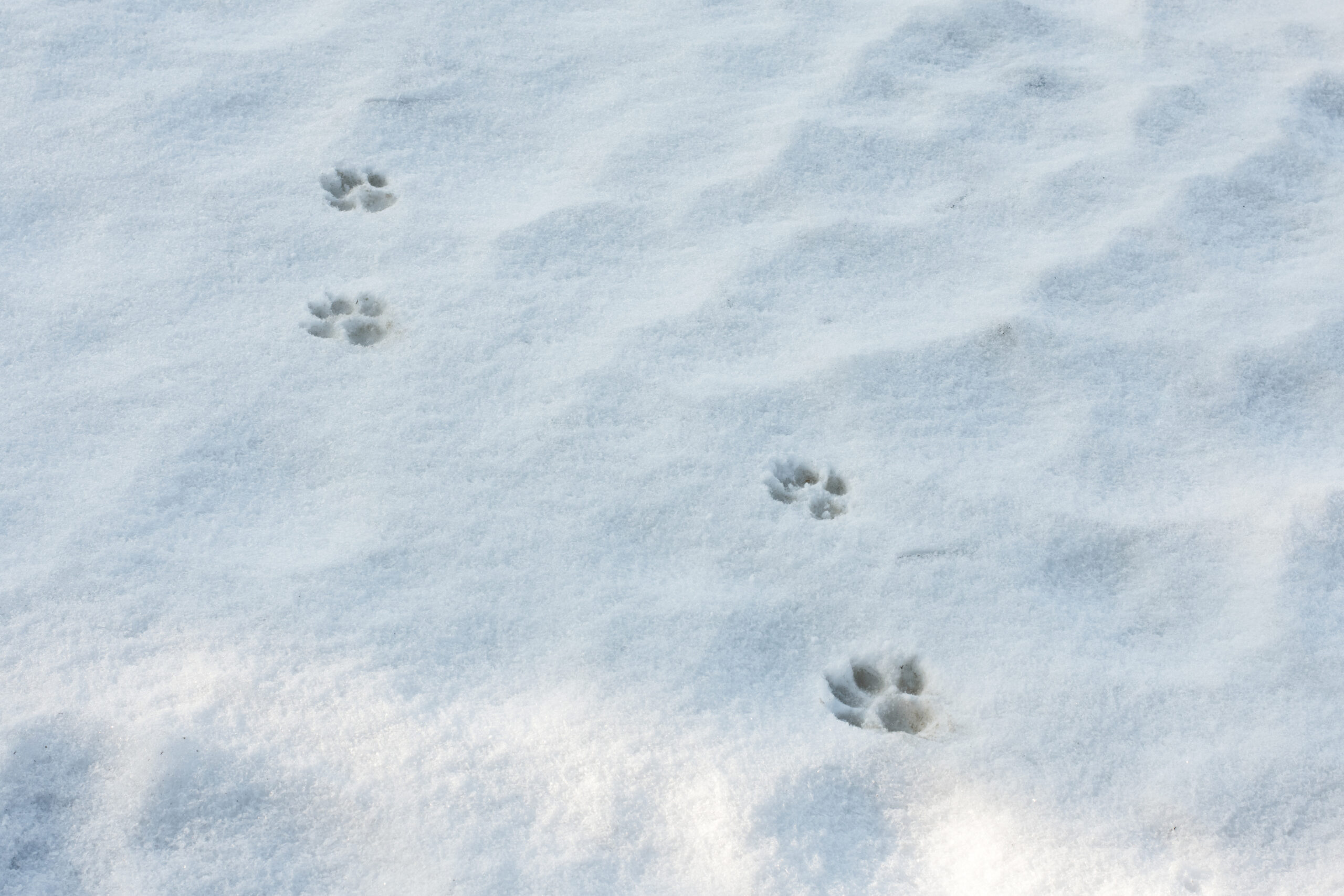 雪のように真っ白な花を咲かすんだって