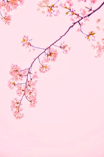 春の色をイニスフリーで体感して♡