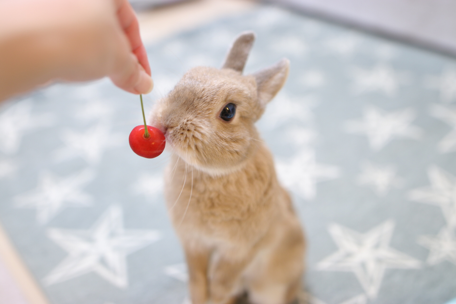 うさぎ派女子におすすめのネイルデザインを紹介