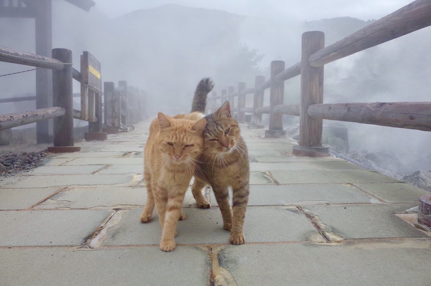 全国の温泉・旅館が集まっている