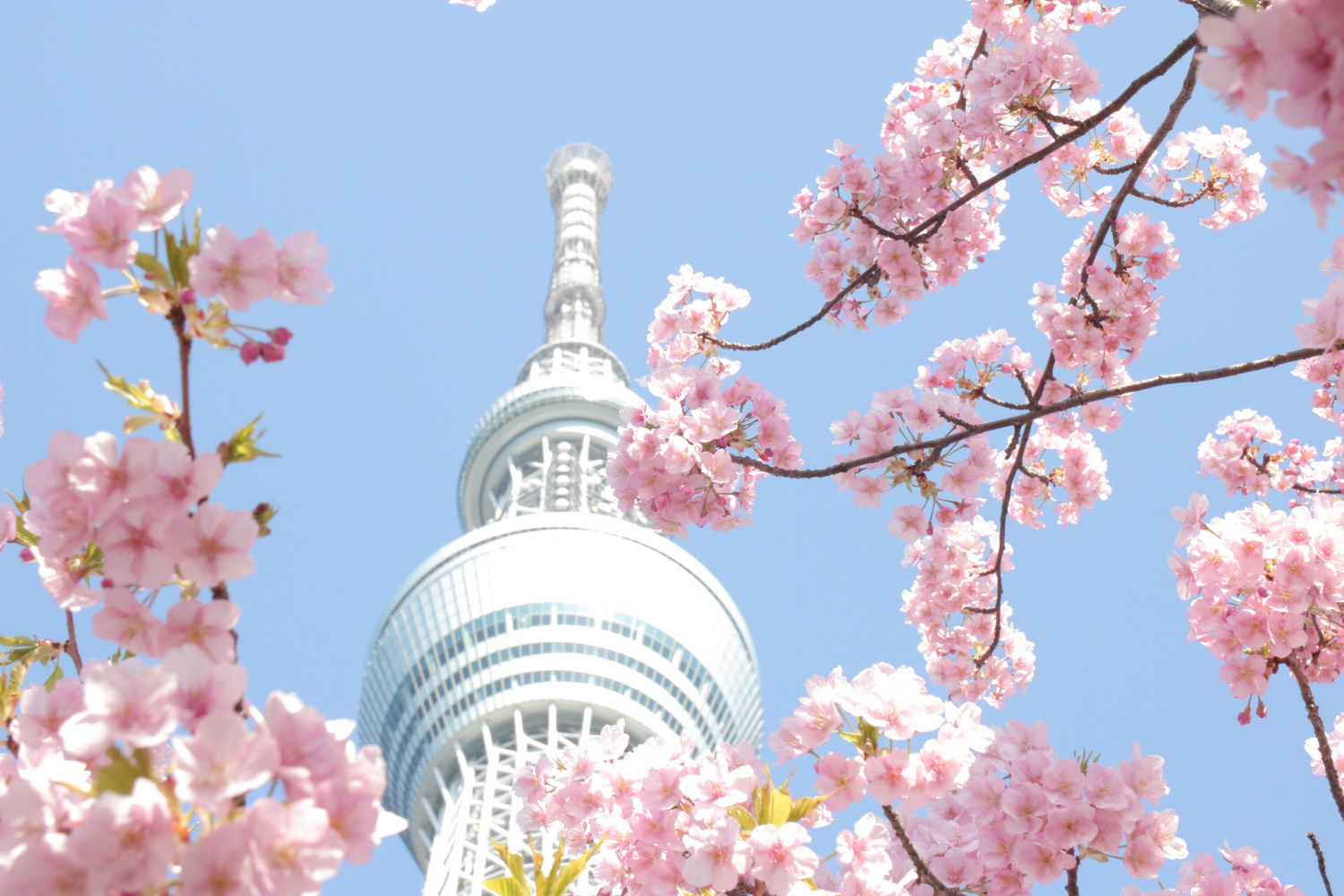 東京グルメに惹かれて