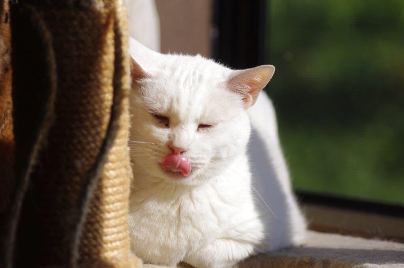 (悩み)猫の毛が洋服についちゃう!