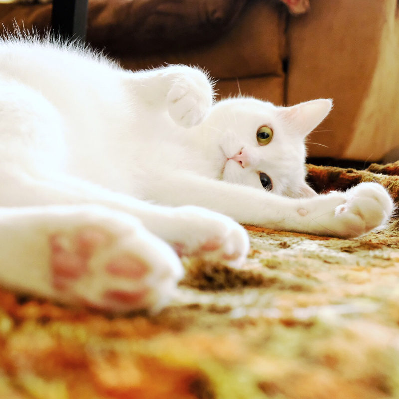 猫の愛情表現…?