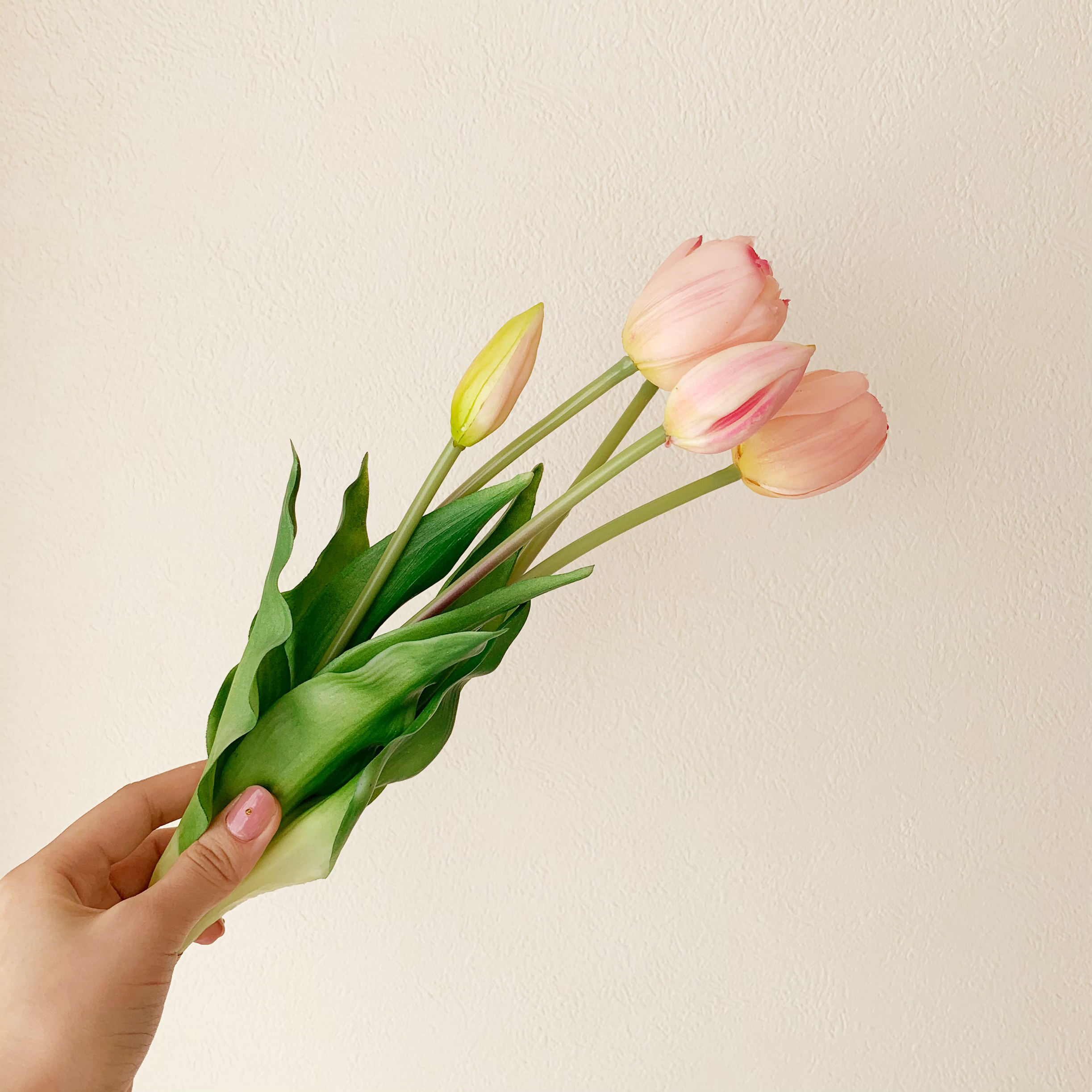 ピンクのチューリップ「愛の芽生え」