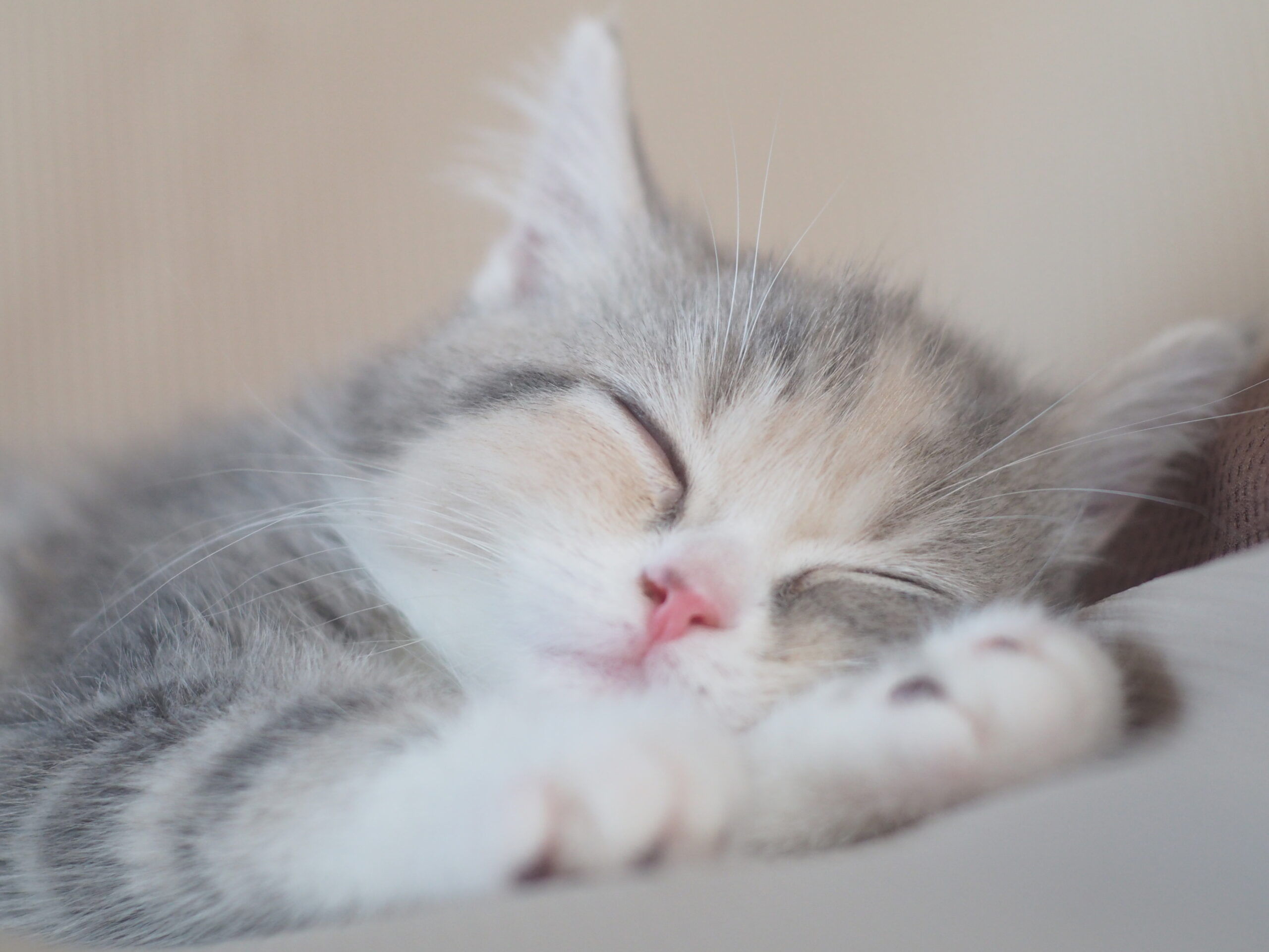 急に眠気が…zzZ