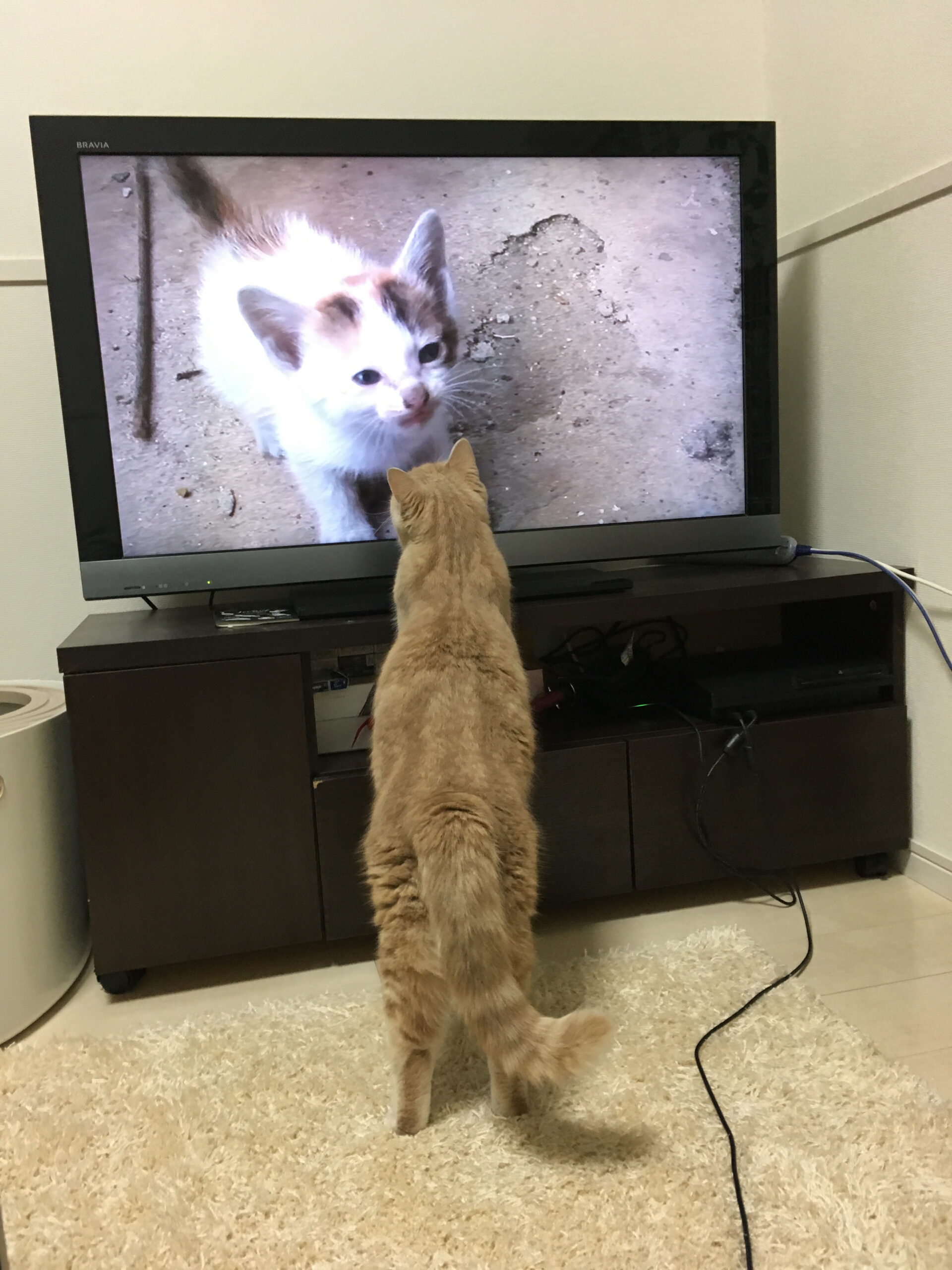 ▶好きなテレビを見てみる