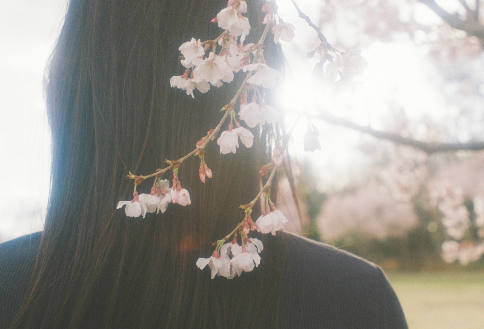 ▶▶気づいたら、桜が咲く季節