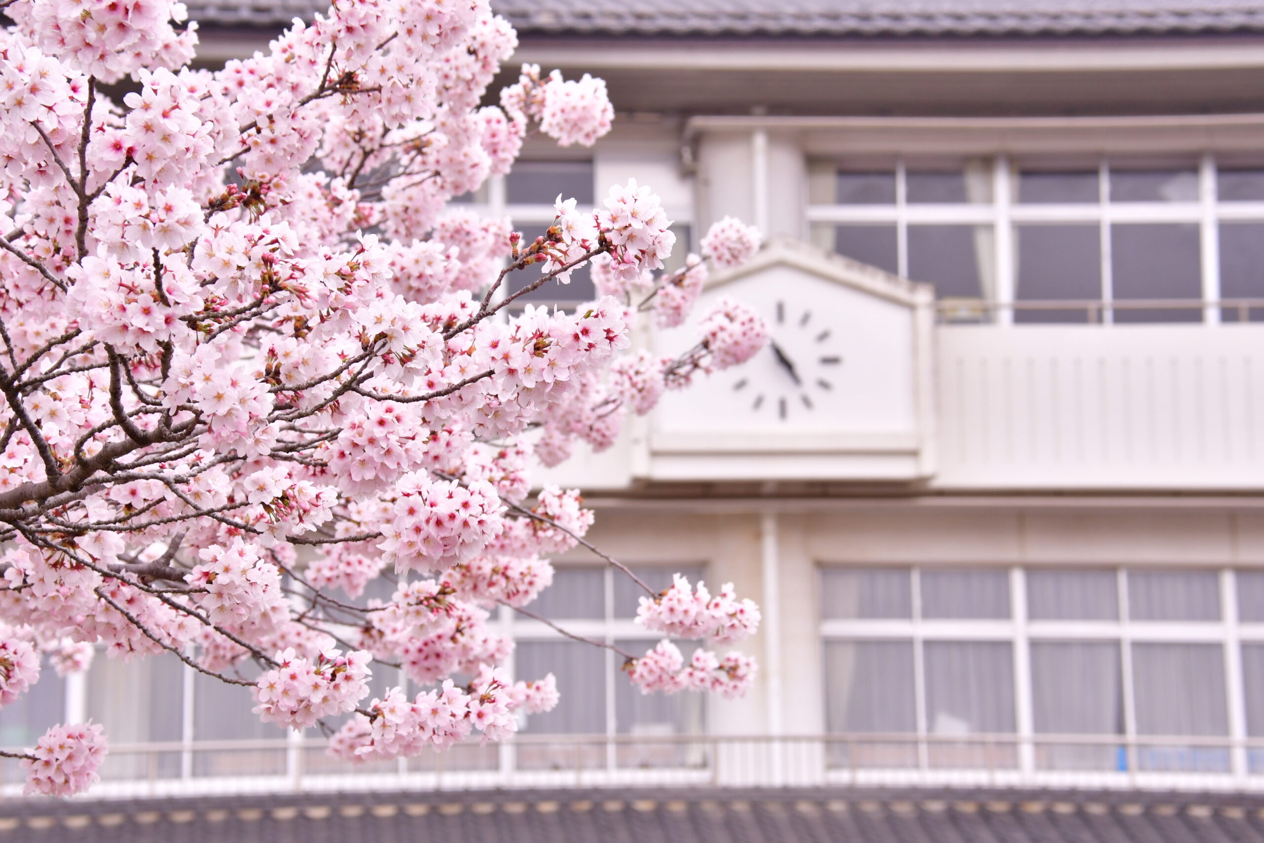 最後の桜が咲く前に
