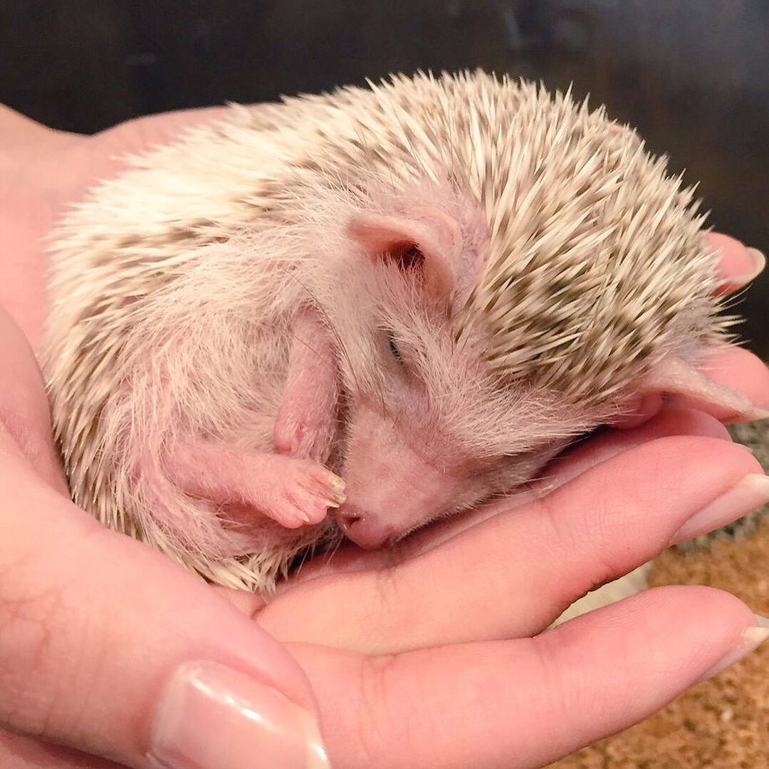 動物に癒されたい | HARRY