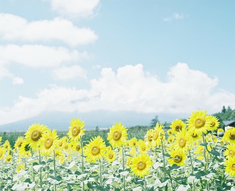 太陽に向かって咲く花に溶けこむような