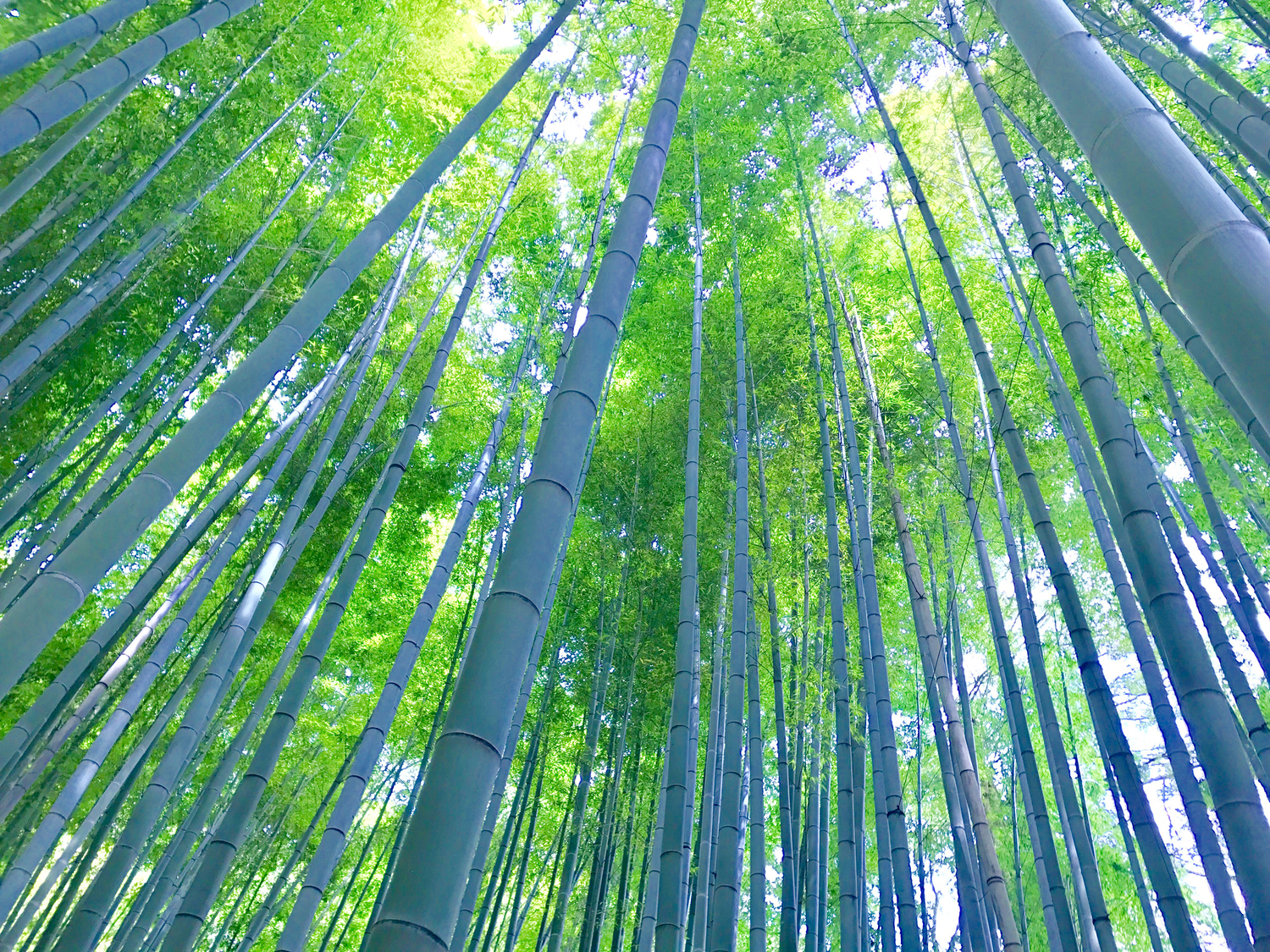 次は竹林の中で和を感じよう