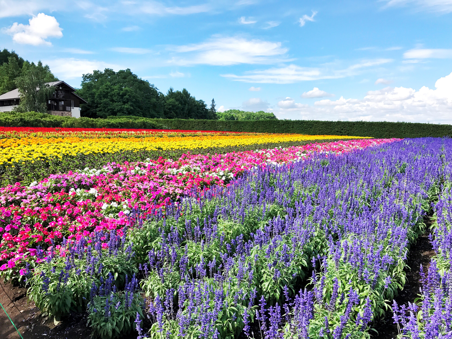 ファーム富田(北海道)