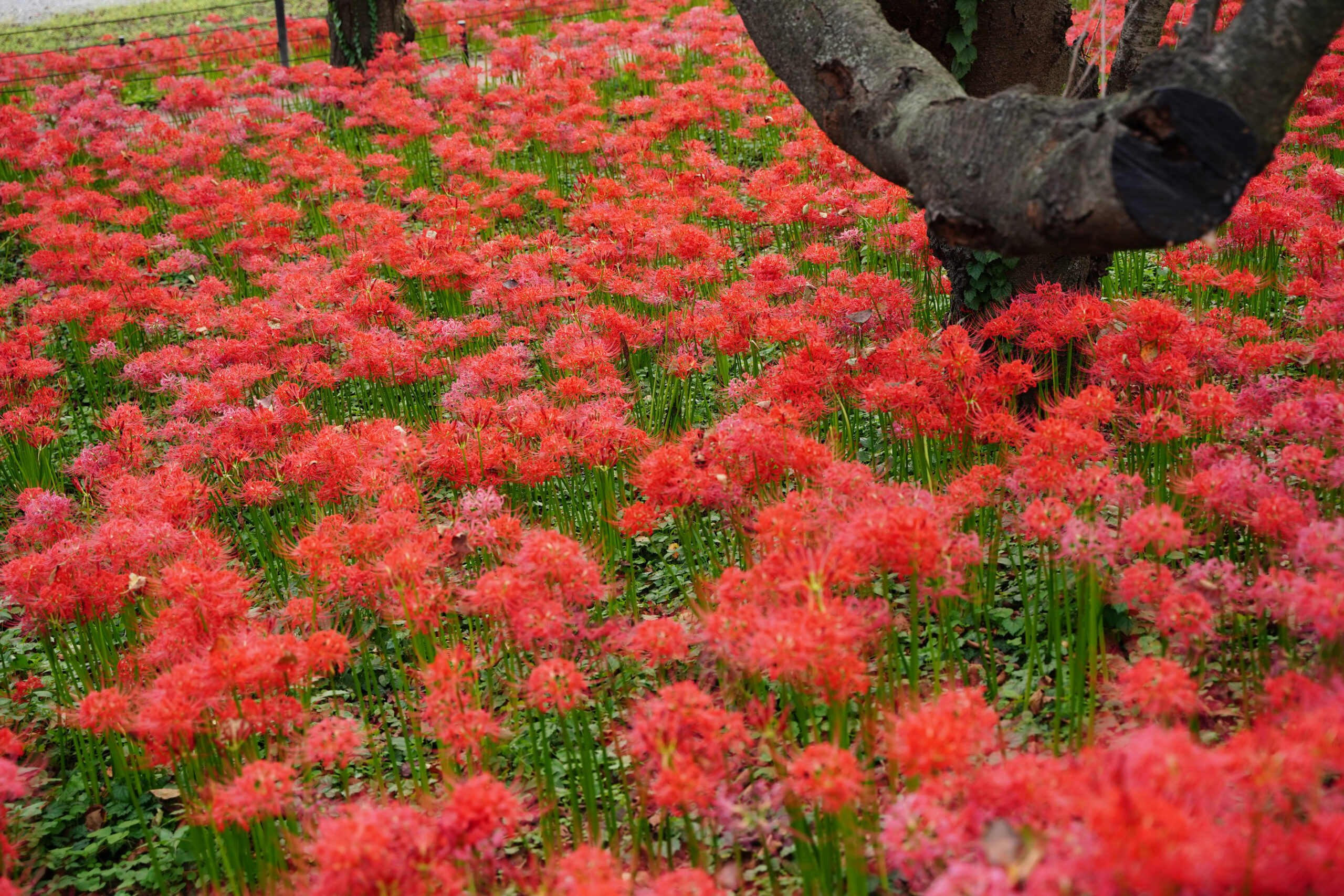ひだか巾着田曼珠沙華公園(埼玉)