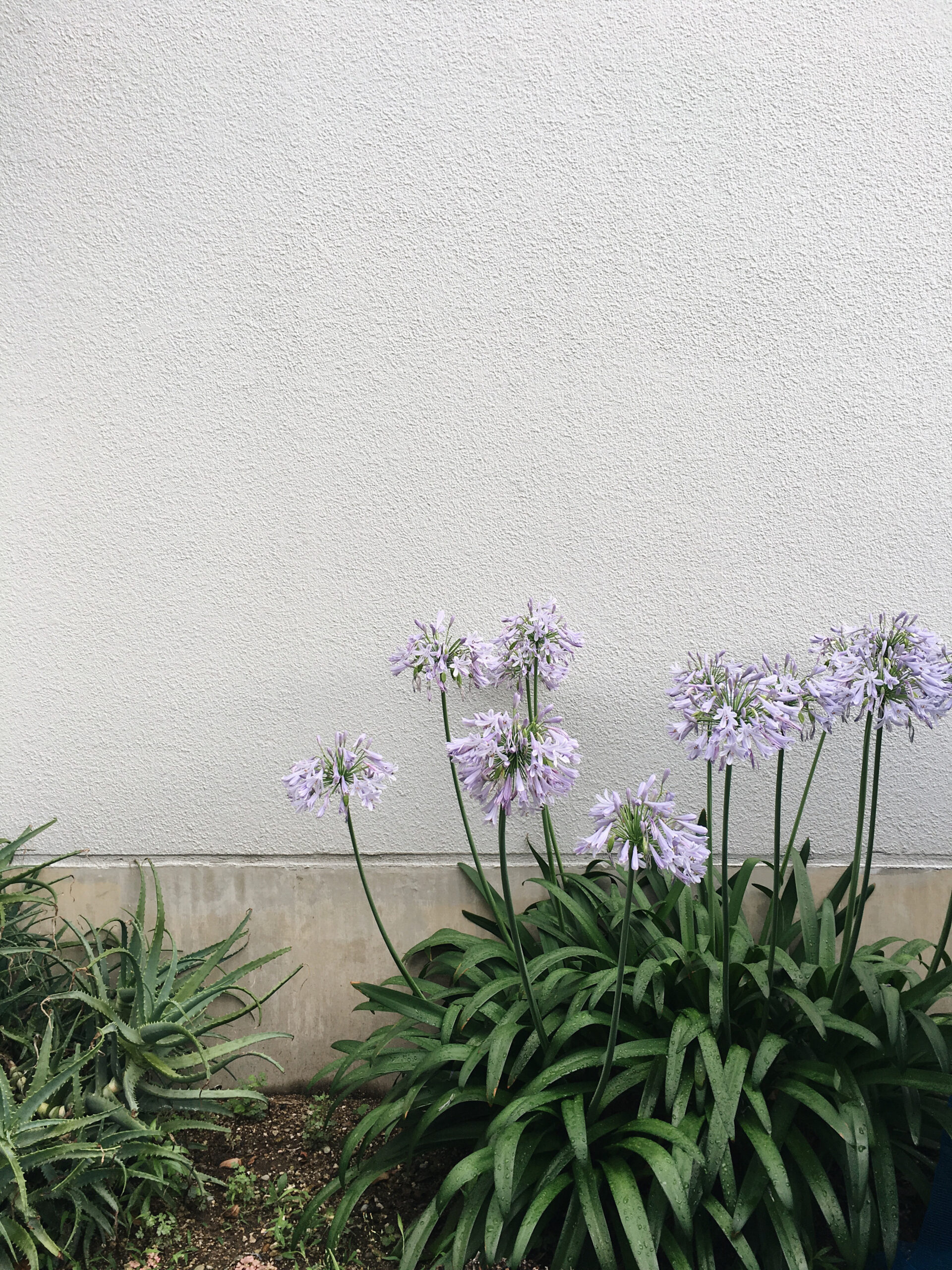 愛を意味する花のようなデートを