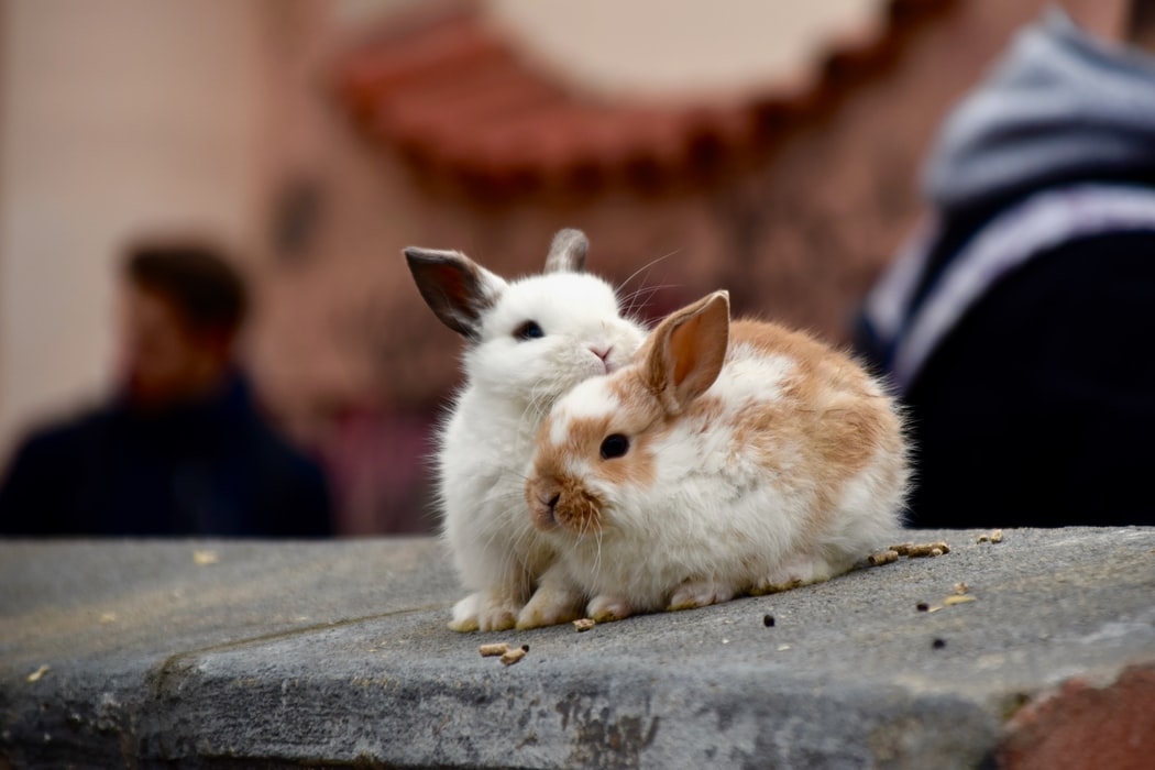 動物で癒やしを求めて