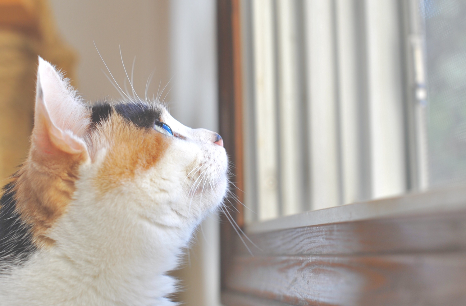 わたしの猫は‘三毛猫’